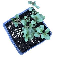 Attēlu rezultāti vaicājumam “Mentha x piperita”