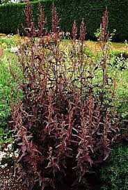 Image result for Atriplex hortensis
