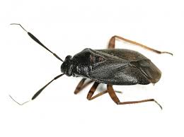 Attēlu rezultāti vaicājumam “Capsus ater”