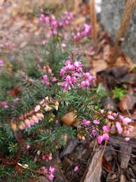 Attēlu rezultāti vaicājumam “Erica x darleyensis flower”
