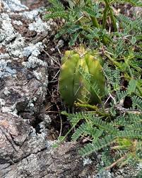 Attēlu rezultāti vaicājumam “Drepanocladus trifarius”