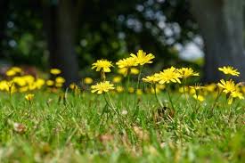 Attēlu rezultāti vaicājumam “Leontodon autumnalis  flower”