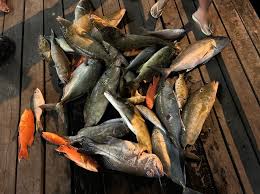 Image result for Eumegistus illustris