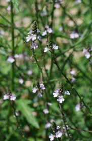 Image result for Verbena officinalis