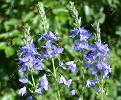 Image result for Veronica teucrium