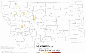 Attēlu rezultāti vaicājumam “Conardia compacta”
