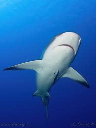 Image result for Carcharhinus perezii