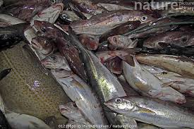 Image result for Melanogrammus aeglefinus