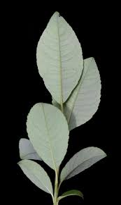 Attēlu rezultāti vaicājumam “Salix myrsinifolia leaf”