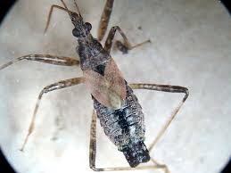 Attēlu rezultāti vaicājumam “Himacerus apterus”