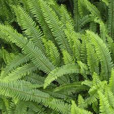 Attēlu rezultāti vaicājumam “Eupteryx vittata”