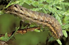 Attēlu rezultāti vaicājumam “Eurois occulta”