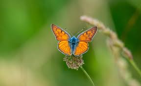 Attēlu rezultāti vaicājumam “Lycaena alciphron”