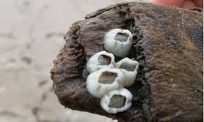 Attēlu rezultāti vaicājumam “Balanus improvisus”