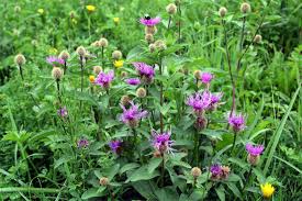 Image result for Centaurea pseudophrygia
