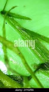 Attēlu rezultāti vaicājumam “Najas flexilis”