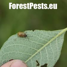 Attēlu rezultāti vaicājumam “Lochmaea caprea”