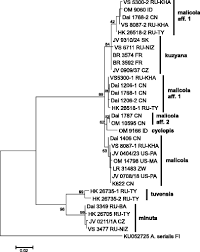 Attēlu rezultāti vaicājumam “Antrodia malicola”