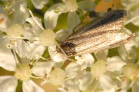 Attēlu rezultāti vaicājumam “Luquetia lobella”