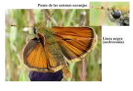 Attēlu rezultāti vaicājumam “Thymelicus sylvestris male”