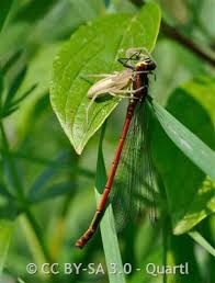 Attēlu rezultāti vaicājumam “Tibellus oblongus”