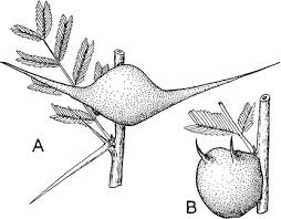 Attēlu rezultāti vaicājumam “Cystiphora sanguinea larva”