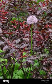 Attēlu rezultāti vaicājumam “Allium holandicum leaf”