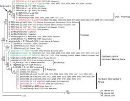 Attēlu rezultāti vaicājumam “Stuckenia filiformis bud”