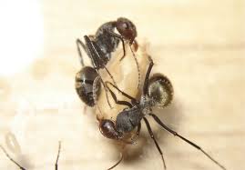 Attēlu rezultāti vaicājumam “Anthrenus sp. imago”