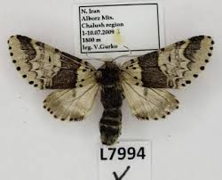 Attēlu rezultāti vaicājumam “Notodontidae”