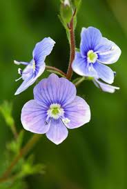 Attēlu rezultāti vaicājumam “Veronica chamaedrys flower”
