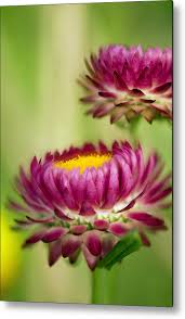 Image result for Helichrysum bracteatum