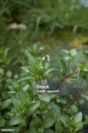 Attēlu rezultāti vaicājumam “Veronica beccabunga bud”