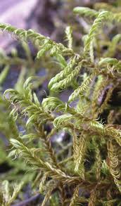 Attēlu rezultāti vaicājumam “Sanionia uncinata”