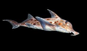 Image result for Callorhinchus capensis