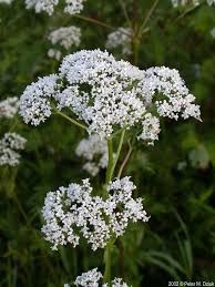 Image result for Valeriana officinalis