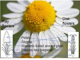 Attēlu rezultāti vaicājumam “Asteraceae”