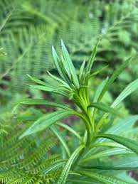 Attēlu rezultāti vaicājumam “Epilobium angustifolium bud”