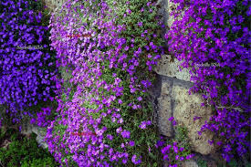 Attēlu rezultāti vaicājumam “Aubrieta deltoidea flower”