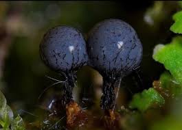 Attēlu rezultāti vaicājumam “Cribraria sp.”