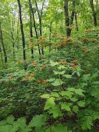 Attēlu rezultāti vaicājumam “Rhododendron calendulaceum”