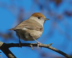 Image result for Sylvia atricapilla