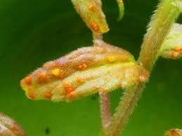 Attēlu rezultāti vaicājumam “Coleosporium sp.”