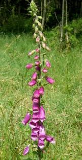 Image result for Fingerhut