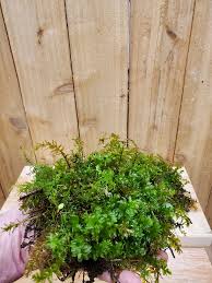 Attēlu rezultāti vaicājumam “Tetraphis pellucida”