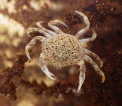 Image result for Metacarcinus magister