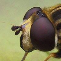 Attēlu rezultāti vaicājumam “Helophilus hybridus male”