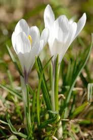 Attēlu rezultāti vaicājumam “Crocus vernus subsp. vernus flower”