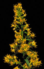 Attēlu rezultāti vaicājumam “Solidago virgaurea bud”
