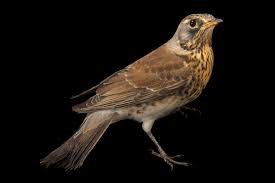 Attēlu rezultāti vaicājumam “Turdus pilaris”